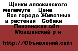 Щенки аляскинского маламута  › Цена ­ 15 000 - Все города Животные и растения » Собаки   . Пензенская обл.,Мокшанский р-н